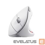 Computer mouse Trust  MOUSE USB OPTICAL WRL VERTO/ERGONOMIC WHITE 25132 