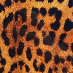 Protective film Evelatus Universal Leopard Colorful Film for Screen Cutter 